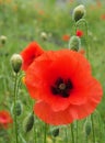 A vivid red common poppy flower surrounded by buds with a blurred summer meadow background Royalty Free Stock Photo