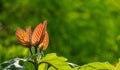 vivid young leaves in tropical forest ,Thailand Royalty Free Stock Photo