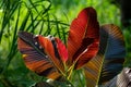 Vivid young leaves in tropical forest ,Thailand Royalty Free Stock Photo