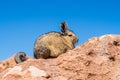 Close up vizcacha pic in a rock in Bolivia Royalty Free Stock Photo