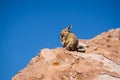 Close up vizcacha pic in teh altiplano in Bolivia. The Andes Ran Royalty Free Stock Photo