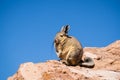 Close up vizcacha pic in teh altiplano in Bolivia. The Andes Ran Royalty Free Stock Photo