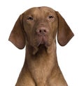 Close-up of Vizla Dog Royalty Free Stock Photo