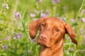 Close-up of a Vizsla Dog with Wildflowers