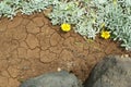 Abstract Background of Volcanic ground and succelent plant