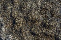 Close-up of volcanic stone beach rock with shells and barnacles on the water Royalty Free Stock Photo
