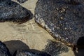 Close-up of volcanic stone beach rock with shells and barnacles on the water Royalty Free Stock Photo
