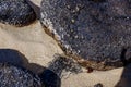 Close-up of volcanic stone beach rock with shells and barnacles on the water Royalty Free Stock Photo