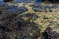 Close-up of volcanic stone beach rock with shells and barnacles on the water Royalty Free Stock Photo