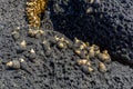 Close-up of volcanic stone beach rock with shells and barnacles on the water Royalty Free Stock Photo