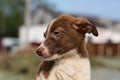 Profile portrait of Abandoned puppy from a shelter hopes to find its new owner