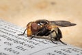 Close up of Volucella pellucens pellucid hoverfly sitting on newspaper with bright brown background and copyspace.