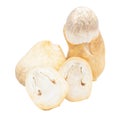 Close- up Volvariella volvacea or Mushroom isolated white background