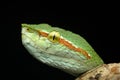 Close up of a Wagler Pit viper snake face - side view