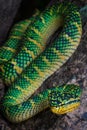Close-up of a Wagler pit viper on a tree branch Royalty Free Stock Photo