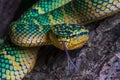 Close-up of a Wagler pit viper on a tree branch Royalty Free Stock Photo