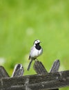 Close up of a wagtail, motacilla alba. Bird sitting on a wooden fence Royalty Free Stock Photo