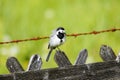 Close up of a wagtail, motacilla alba. Bird sitting on a wooden fence Royalty Free Stock Photo