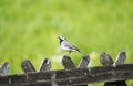 Close up of a wagtail, motacilla alba. Bird sitting on a wooden fence Royalty Free Stock Photo