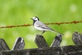 Close up of a wagtail, motacilla alba. Bird sitting on a wooden fence Royalty Free Stock Photo