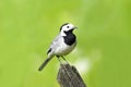 Close up of a wagtail, motacilla alba. Bird sitting on a wooden fence Royalty Free Stock Photo