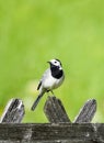 Close up of a wagtail, motacilla alba. Bird sitting on a wooden fence Royalty Free Stock Photo