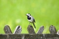 Close up of a wagtail, motacilla alba. Bird sitting on a wooden fence Royalty Free Stock Photo