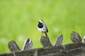 Close up of a wagtail, motacilla alba. Bird sitting on a wooden fence Royalty Free Stock Photo