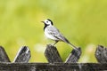 Close up of a wagtail, motacilla alba. Bird sitting on a wooden fence Royalty Free Stock Photo