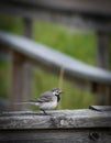 Close-up of a wagtail perching on wooden fence Royalty Free Stock Photo