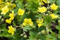 Close up of Waldsteinia ternata - golden strawberry.