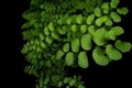 Close up the walking fern or maidenhair fern Adiantum philippen Royalty Free Stock Photo