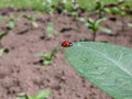 Close-up of walking ladybug the seven-spot ladybird (Coccinella septempunctata) on a grass blade Royalty Free Stock Photo