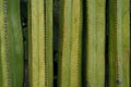 Close up on a wall of cactus