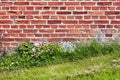 A close up of a wall of red bricks on an old building with lush green grass and wild daisies growing during spring. Hard Royalty Free Stock Photo