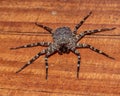 Close-up of a wall spider on a wooden surface. Royalty Free Stock Photo