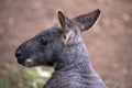 This is a side view of a wallaroo or euro Royalty Free Stock Photo