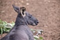This is a side view of a wallaroo or euro Royalty Free Stock Photo