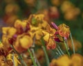 Close up wallflowers in full bloom at sunrise