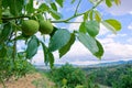 Walnut branch and fruits