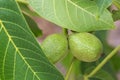 Close-up of a walnut branch with still immature nuts Royalty Free Stock Photo