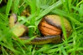 Close-up of a walnut fallen on the grassy ground, in the dew Royalty Free Stock Photo
