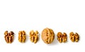 Close up of walnut kernels and whole walnut lined up isolated on white background Royalty Free Stock Photo