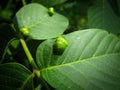 Close up of Walnut leaf gall mite in spring. Royalty Free Stock Photo