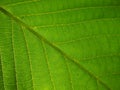 Close up of Walnut leaf gall mite in spring. Royalty Free Stock Photo