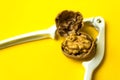 Close up of Walnut And Nutcracker. Freshly cracked walnut in nutcracker on yellow background with copy space Royalty Free Stock Photo