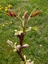 Close up of a walnut tree branch with sprouting leaves in spring