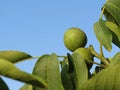 Close up of walnut tree branch with unripe green walnuts against a clear blue sky Royalty Free Stock Photo