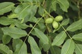 Walnuts growing on the tree