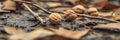Close-up of walnuts and twigs on ground among fallen leaves in natural setting Royalty Free Stock Photo